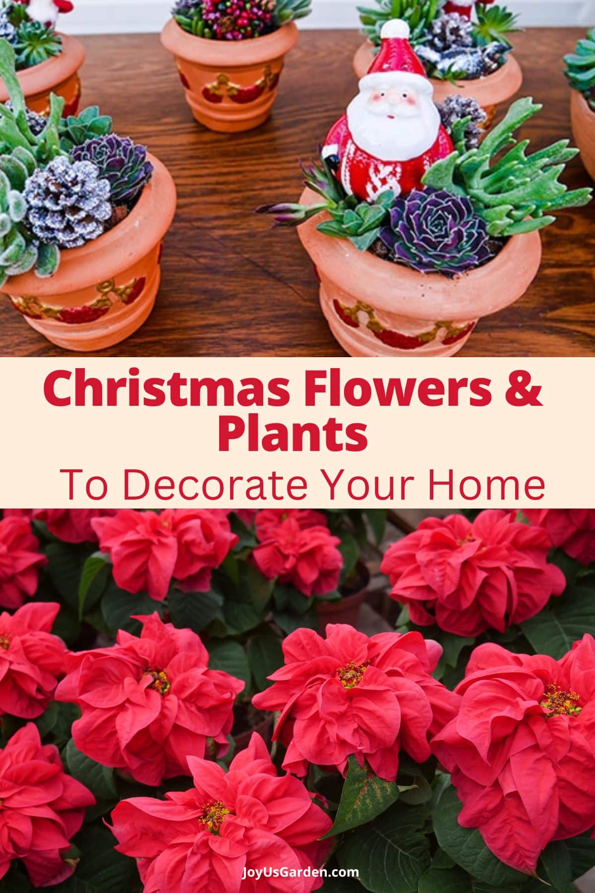 Christmas Plants And Flowers To Decorate Your Home Christmas plants and flowers to decorate your home