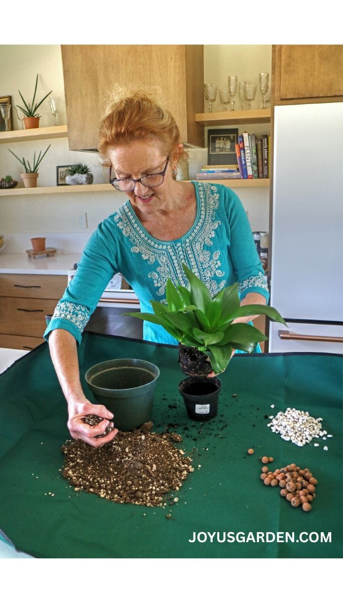 A woman repots a small snake plant on a repotting mat in a kitchen.