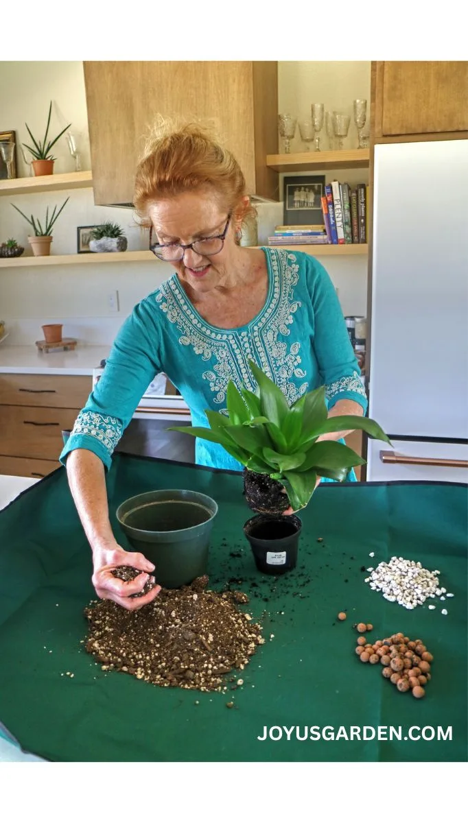 A woman repots a small snake plant on a repotting mat in a kitchen.