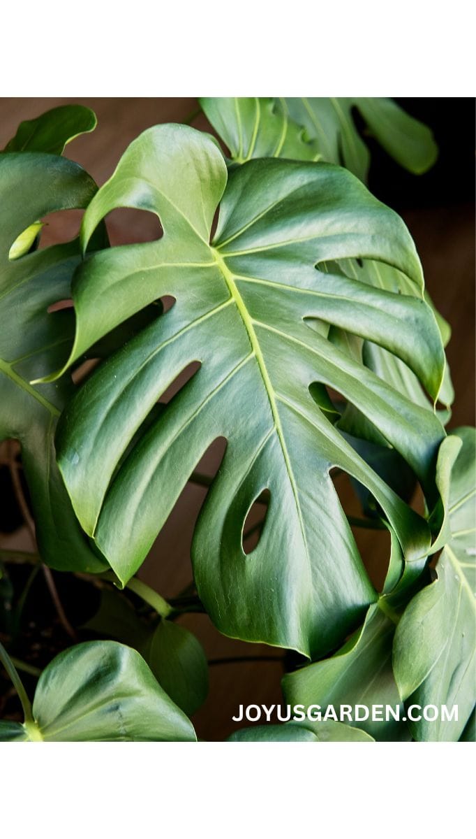 Close up of a large, beautiful swiss cheese plant leaf.
