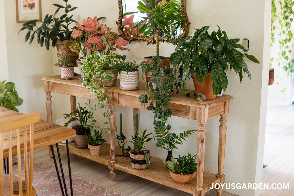 A long narrow table with a bottom shelve has houseplants of all sizes displayed on it.