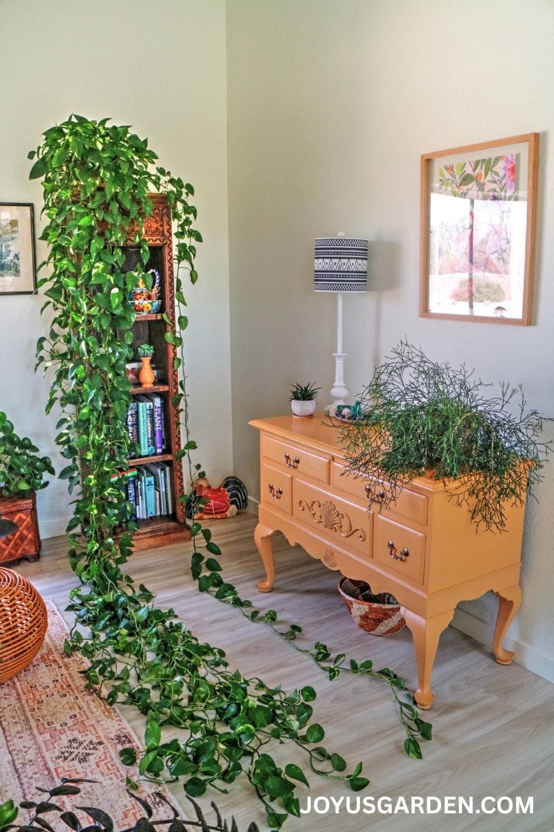 A golden pothos with very long trails sits on top of a narrow book case.
