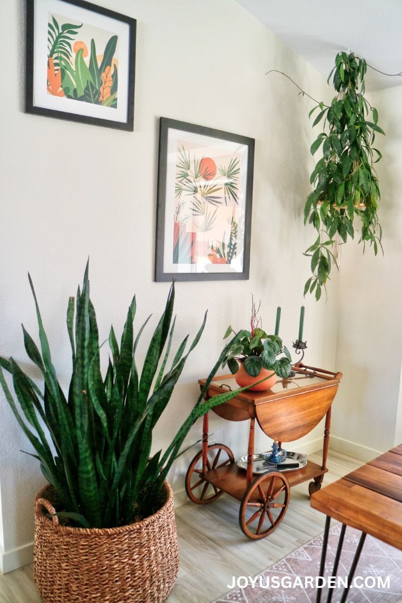 A snake plant, watermelon permoia, & hanging hoya are displayed in a dining room/