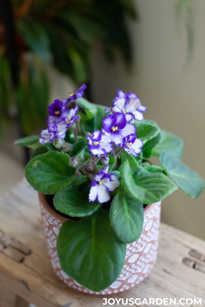 A white African Violet trimmed in purple in a decorative clay pot sits on a stool.