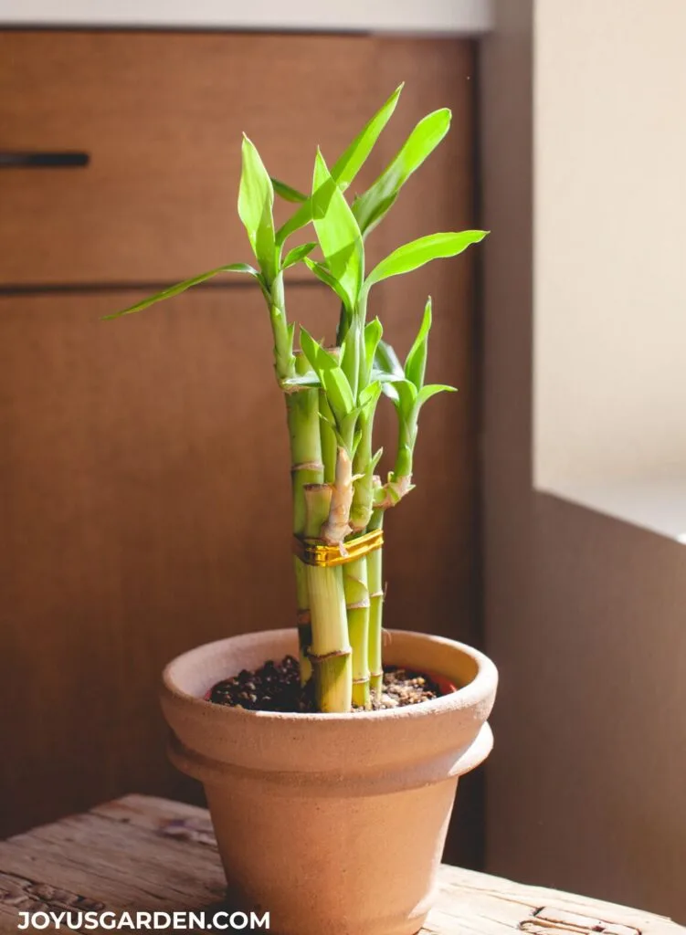 A small clay pot holding small stalks of lucky bamboo wrapped with a gold tie sits on a stool near a window.