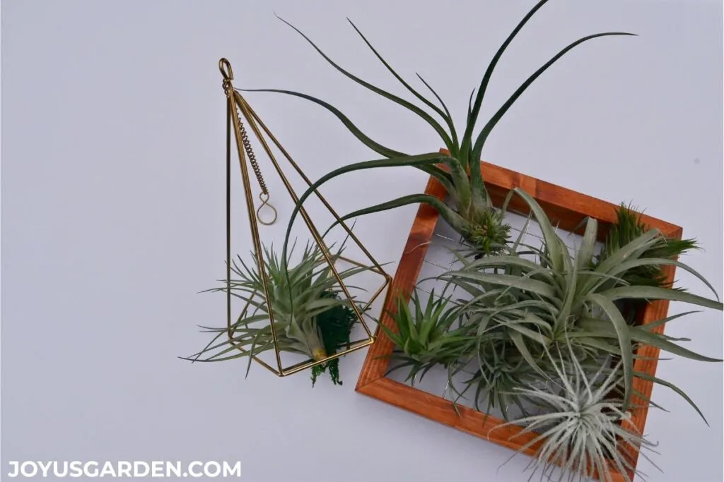 A gold air plant hanger with an air plant lays next to a frame hanger with 6 air plants.