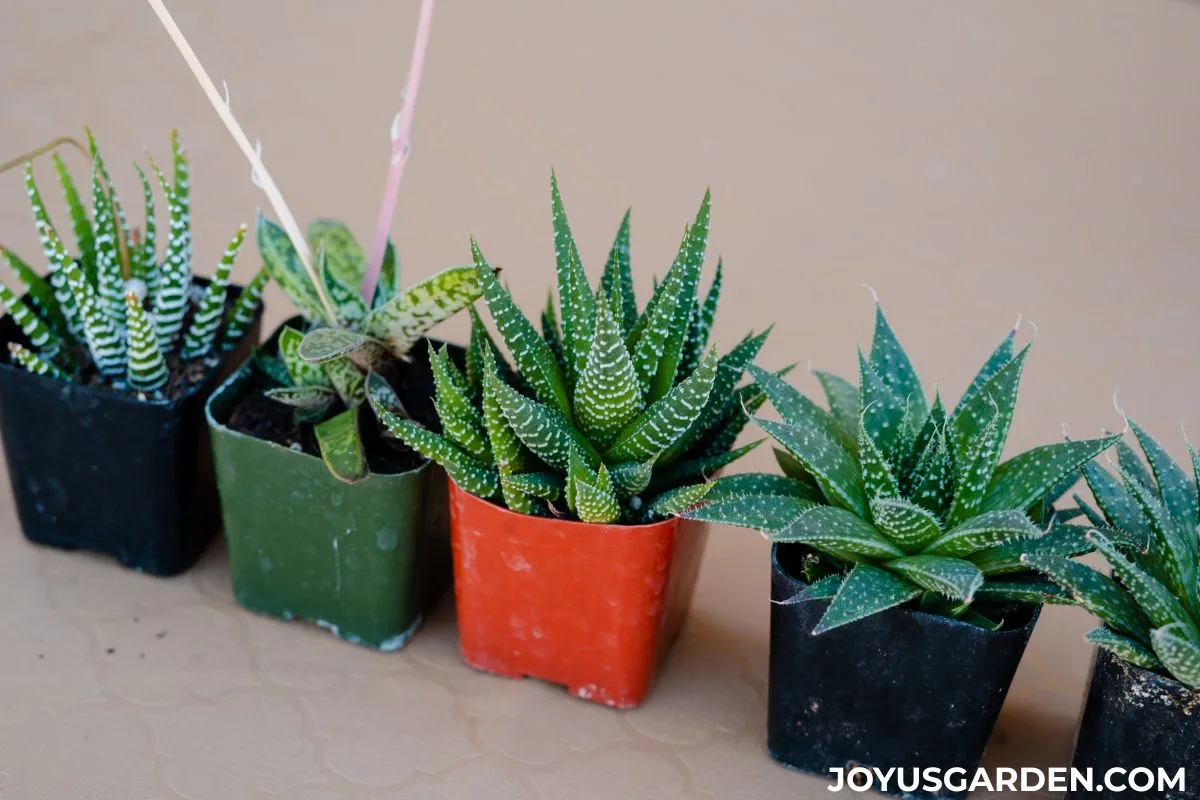 5 small succulents in tiny pots are lined up in a row on a table.