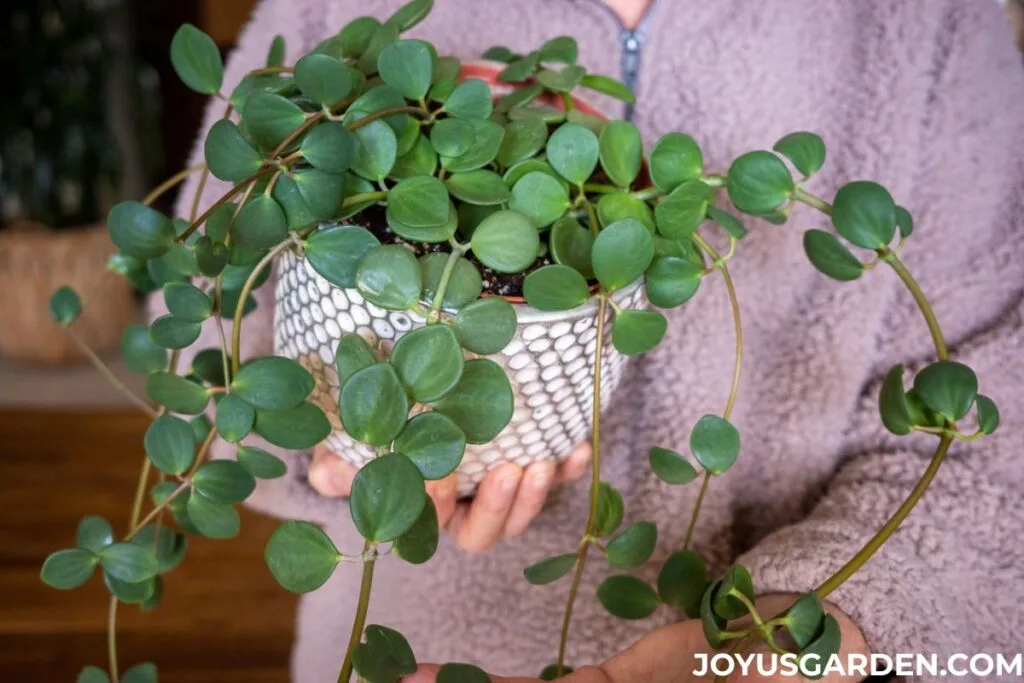 A woman in a light pink fleece top holds a trailing peperomia hope in a white ceramic pot.
