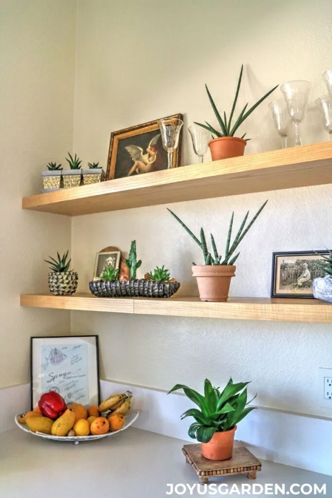 Open shelving in a bright kitchen holds 9 pots of succulent plants plus  artwork & wine glasses.
