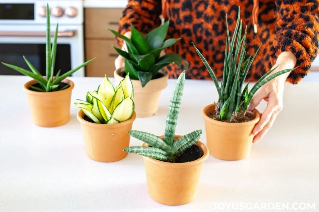 5 small snake plants in 5 small clay pots on a kitchen island with a woman touching 2 of the plants.