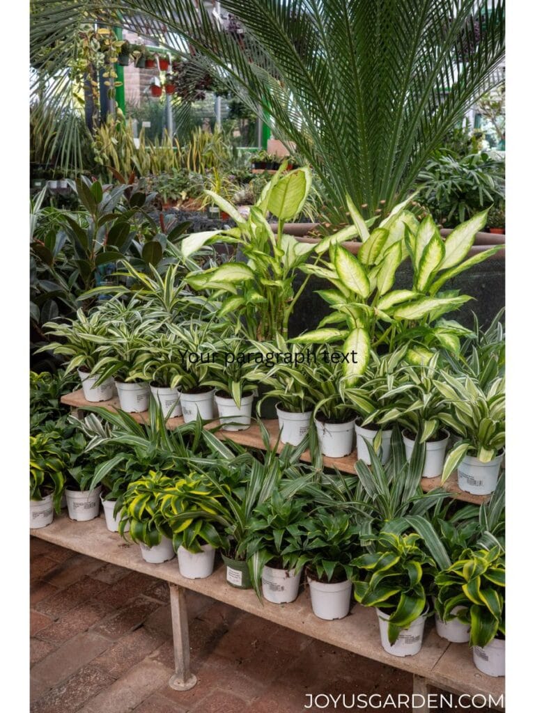 Colorful houseplants sit on shelves in a houseplant nursery.