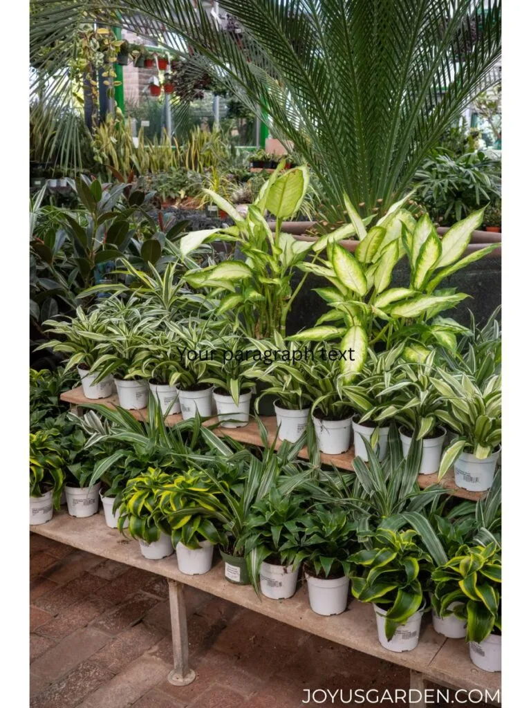 Colorful houseplants sit on shelves in a houseplant nursery.