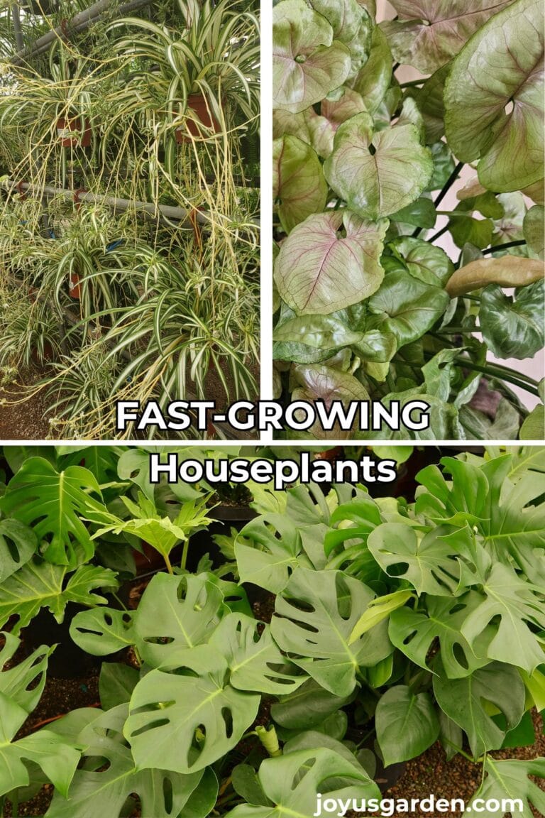 A collage with 3 photos of houseplants with the text reading fast growing houseplants.