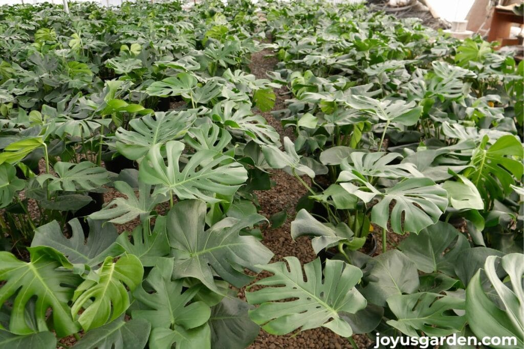 Rows of monstera deliciosa plants growing in a nursery greenhouse.