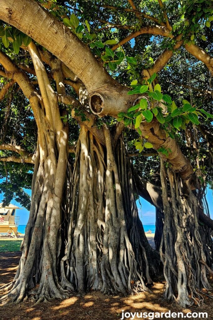 Close up of a large banyan tree with aerial roots growing off the branches in waikiki beach.
