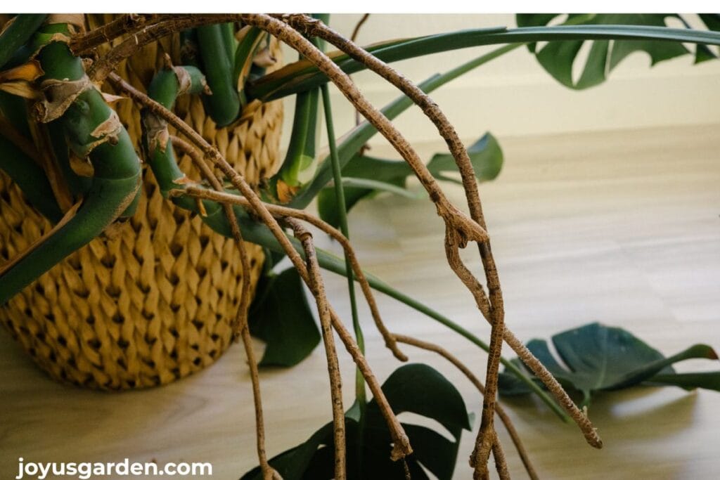 Close up of aerial roots growing off a large monstera