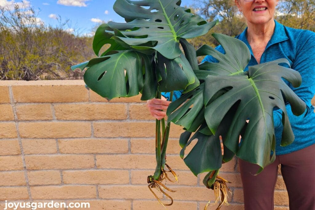 A woman holds 2 monstera deliciosa stem cuttings showing strong root growth.