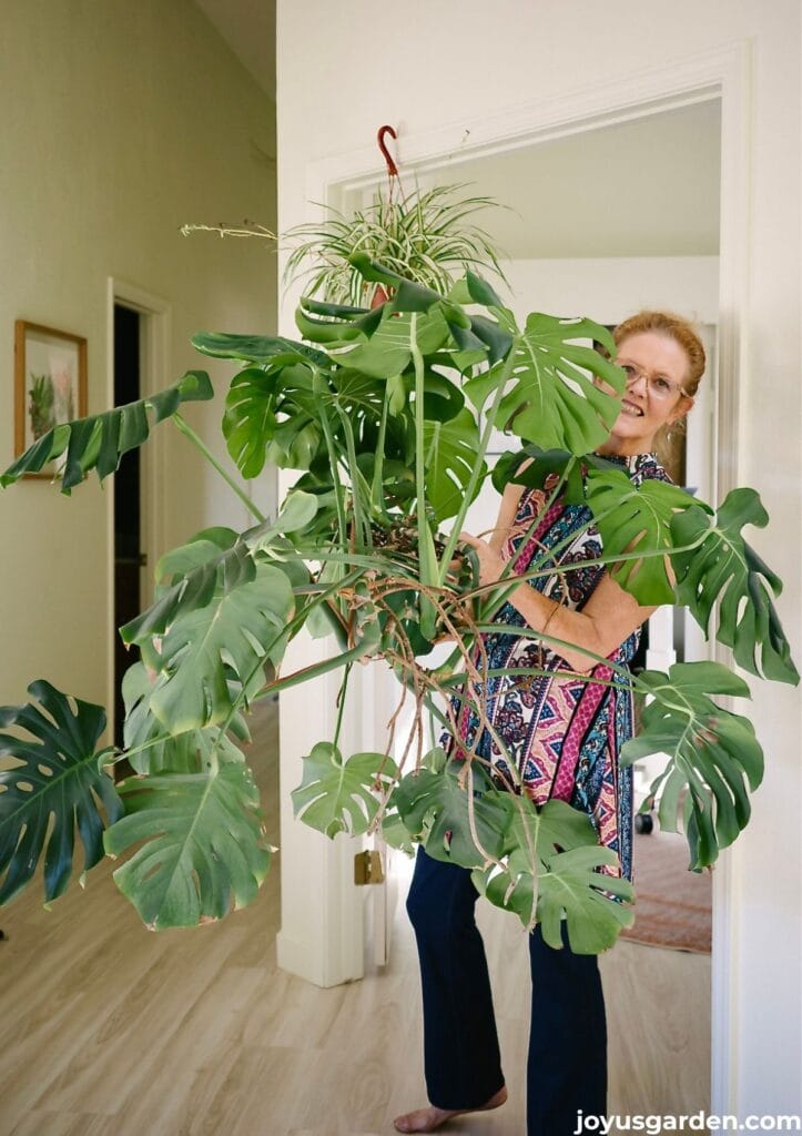 A woman holds a very large monstera deliciosa aka swiss chesee plant in an entryway.