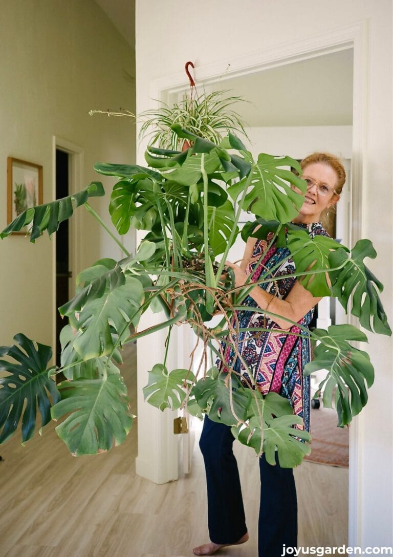 A woman holds a very large monstera deliciosa aka swiss chesee plant in an entryway.
