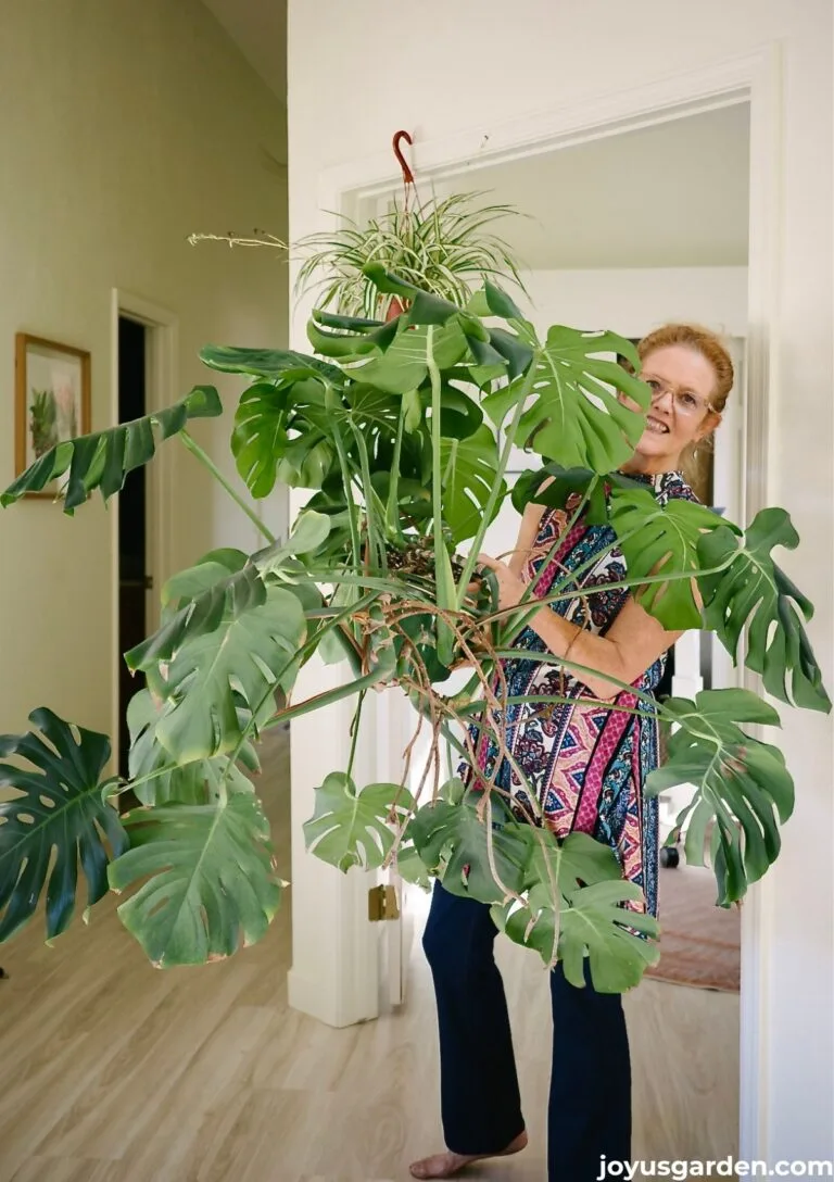 A woman holds a very large monstera deliciosa aka swiss chesee plant in an entryway.