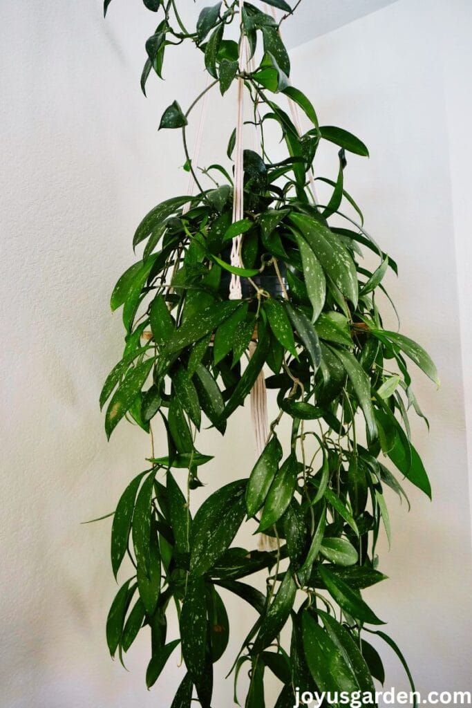 A hoya pubicalyx splash houseplant grows on a hanging shelf. 