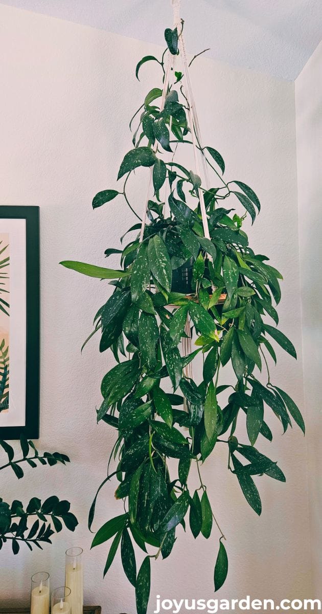 A hoya pubicalyx with long trails grows on a hanging shelf. the text at the bottom reads joyusgarden.com.