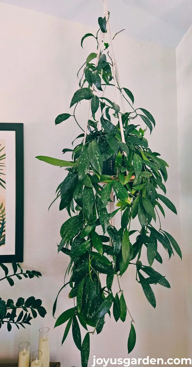 A hoya pubicalyx with long trails grows on a hanging shelf. the text at the bottom reads joyusgarden.com.