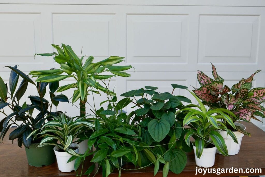 Many beautiful foliage plants for indoors sit on a work table.