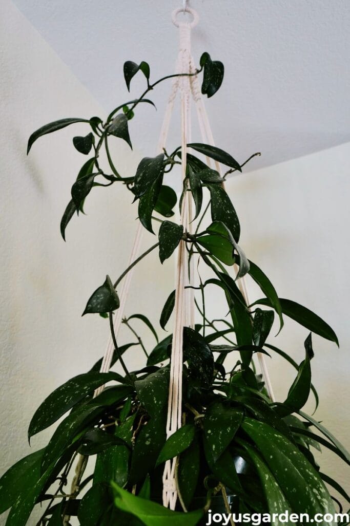 Close up of a hoya publicalyx splash with vines growing up the macrame hangers.