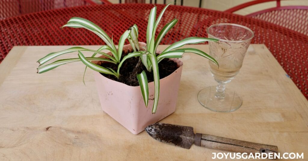 4 little spider plant babies rooting in a pink grow pot with a glass & small trowel nearby.