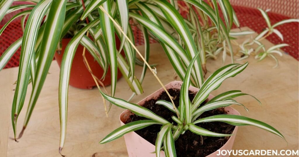 A pot with 1 spider plant baby still attached to the mother plant by a runner.