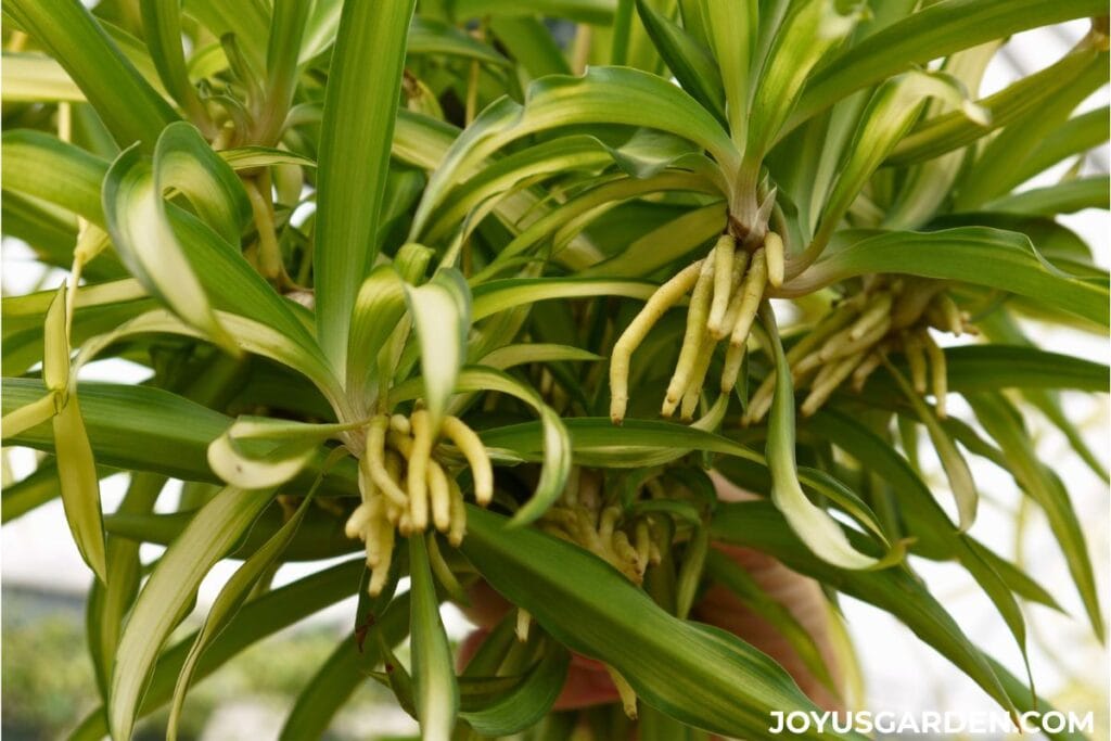 Close up of spider plant babies with white fleshy roots appearing from the bottom.