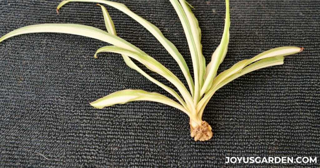 A spider plant baby showing brown nubs at the bottom that will develop into roots.