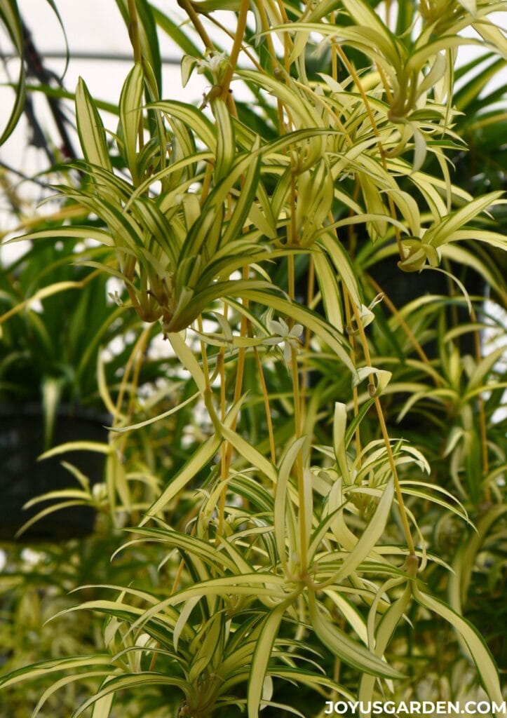 A variegated spider plant with many babies attached grows in a nursery.