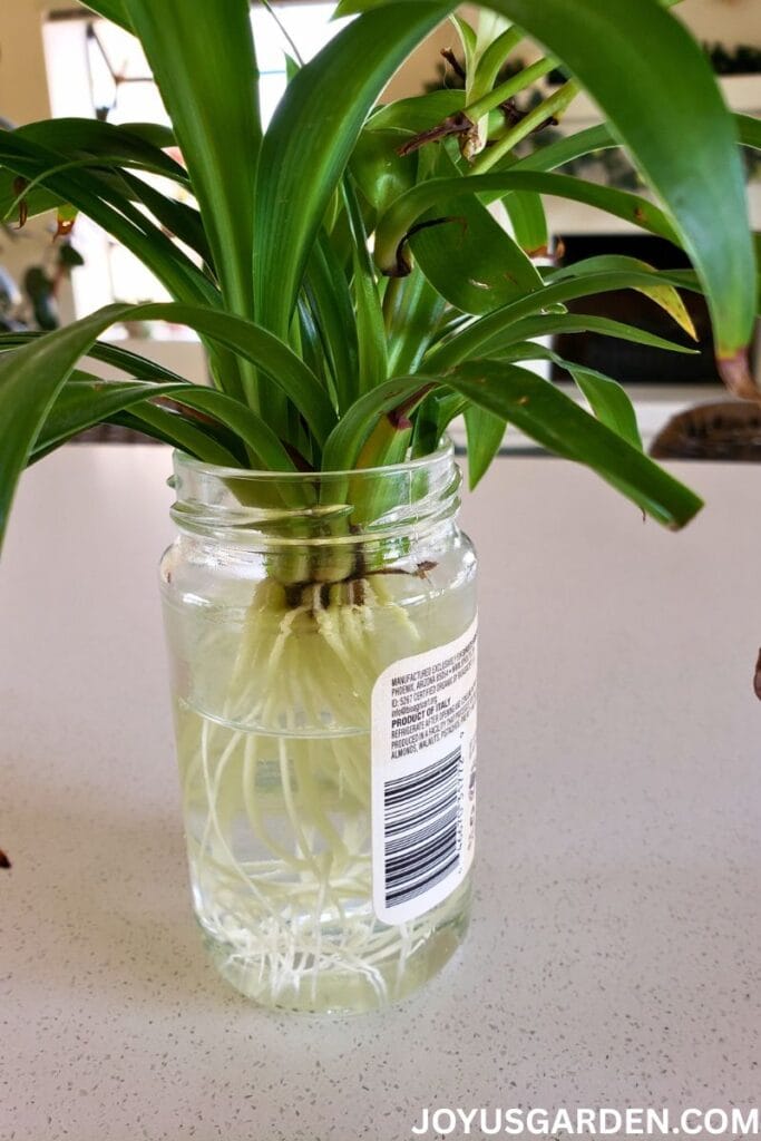A spider plant baby in a clear jar with water showing a good amount of white fleshy roots.