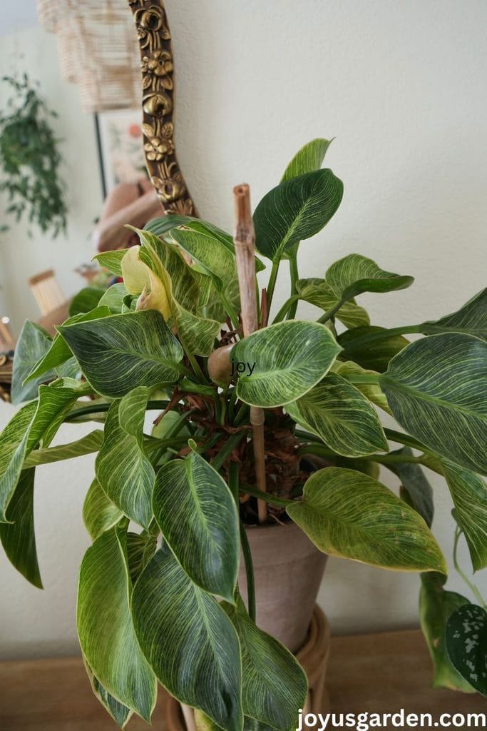 A philodendron birkin is supported by a single bamboo pole to keep it from leaning.