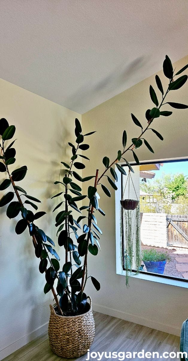 A large rubber plant in a basket supported by 3 tall bamboo poles.
