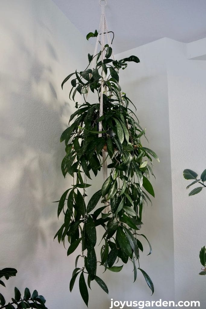 A hoya pubicalyx on a hanging shelf trails down & grows up the hangers.