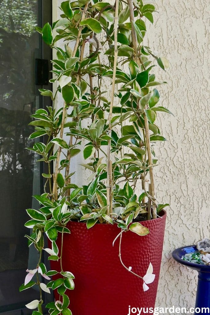 A large hoya carnosa variegta grows up & over 2 bamboo hoops attached at the top.