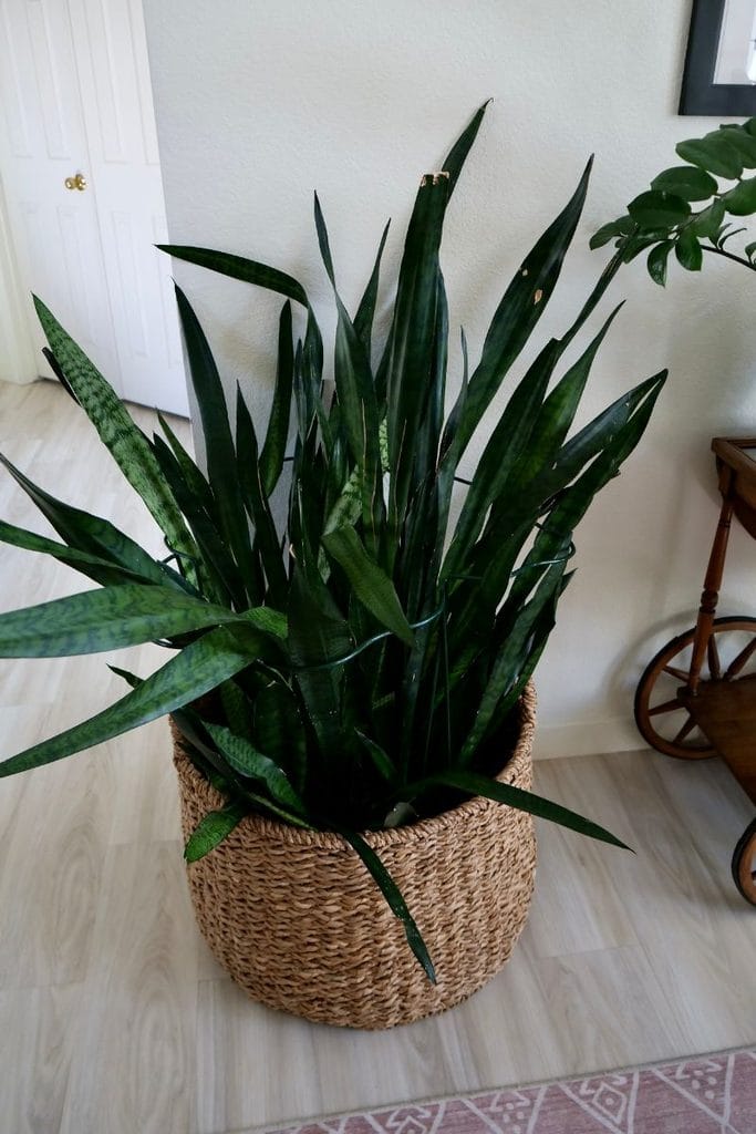 Looking down on a large dark green snake plant in a big basket with half round supports to hold the leaves upright.