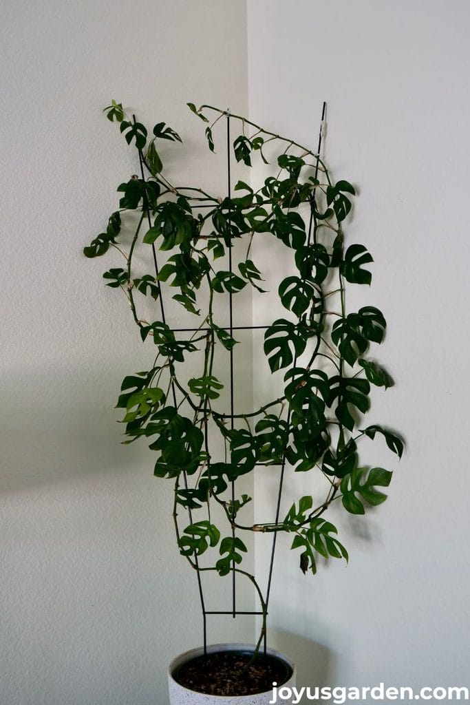 A monstera minima with lots of beautiful foliage grows up a 5' trellis.