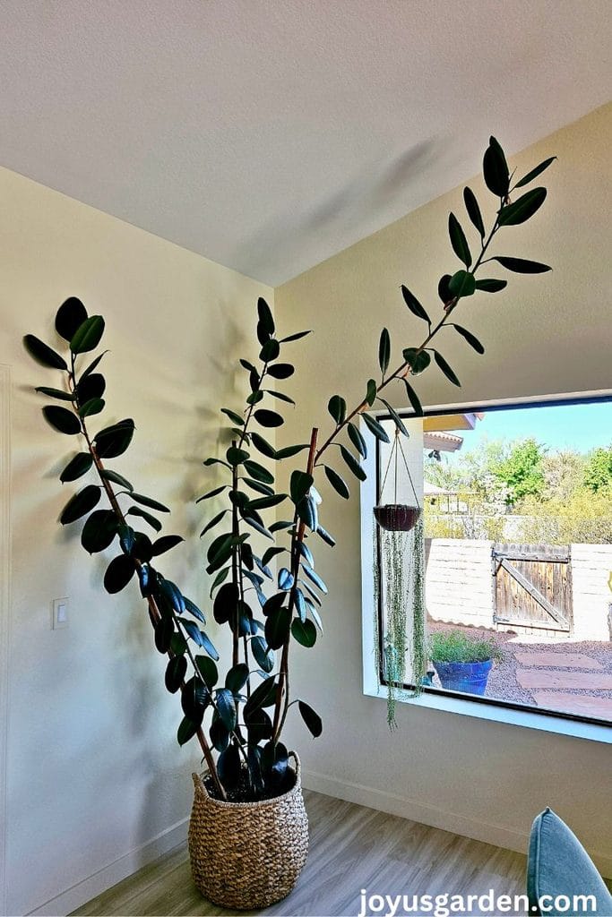A tall rubber plant in a large basket is staked up with 3 bamboo poles.
