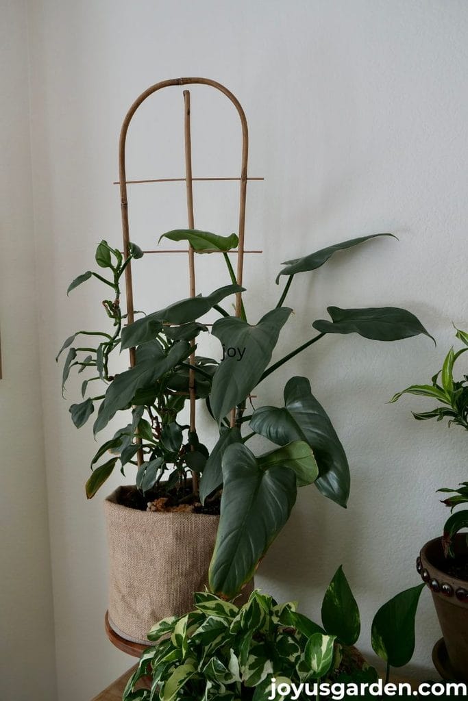 A philodendron silver sword is trained to grow on a bamboo trellis.